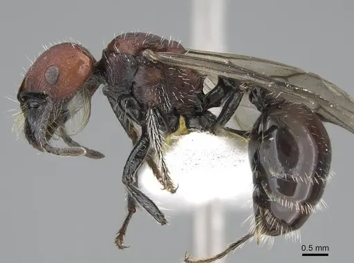 Pogonomyrmex atacama specimen CASENT0922568 image casent0922568_4