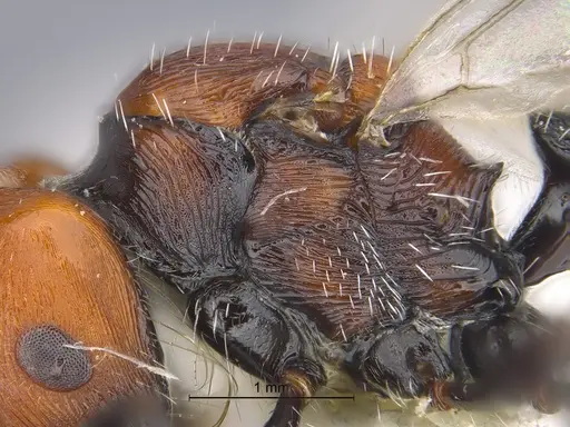 Pogonomyrmex atacama specimen CASENT0922568 image casent0922568_5
