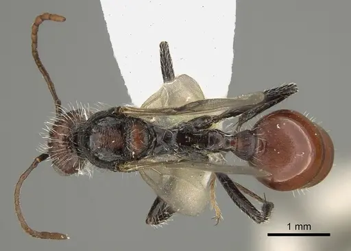 Pogonomyrmex atacama specimen CASENT0923353 image casent0923353_1