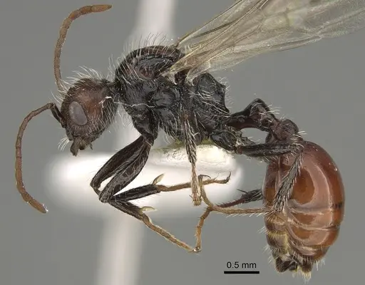 Pogonomyrmex atacama specimen CASENT0923353 image casent0923353_3