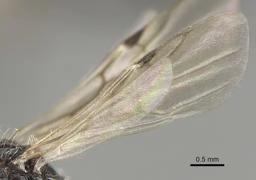 Pogonomyrmex atacama specimen CASENT0923353 image casent0923353_4