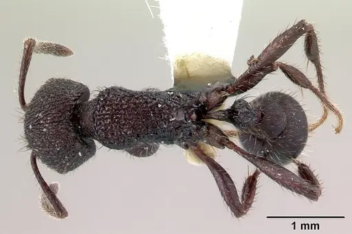 Pogonomyrmex aterrimus specimen CASENT0217240 image casent0217240_1