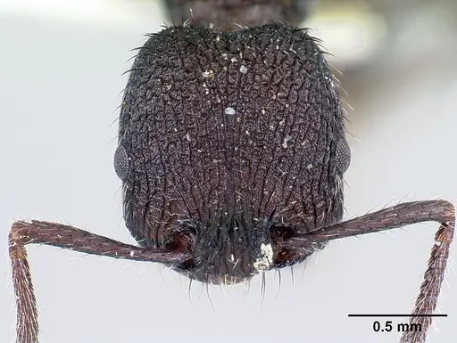 Pogonomyrmex aterrimus specimen CASENT0217240 image casent0217240_2