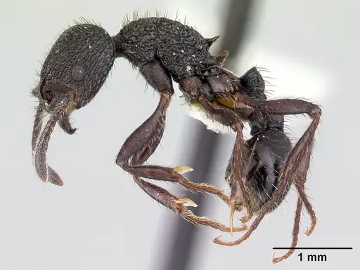 Pogonomyrmex aterrimus specimen CASENT0217240 image casent0217240_3