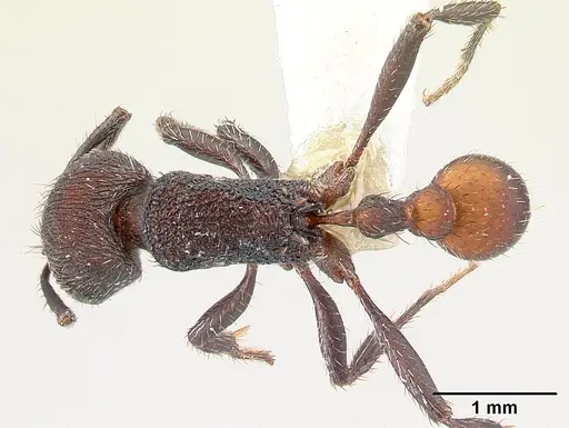 Pogonomyrmex aterrimus specimen CASENT0217241 image casent0217241_1