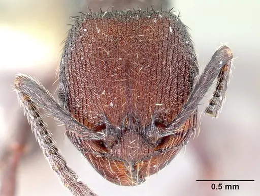 Pogonomyrmex aterrimus specimen CASENT0217241 image casent0217241_2
