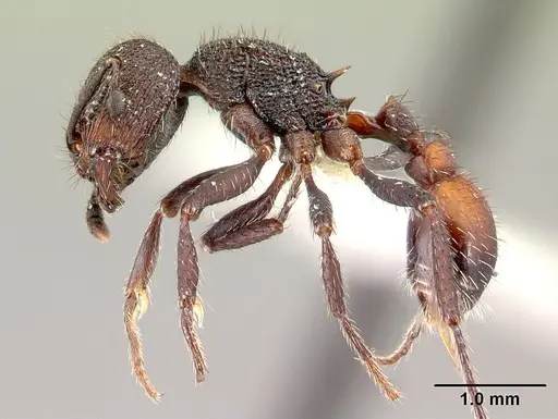 Pogonomyrmex aterrimus specimen CASENT0217241 image casent0217241_3