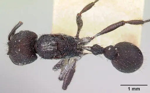 Pogonomyrmex aterrimus specimen CASENT0217248 image casent0217248_1