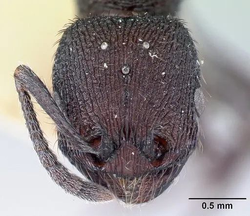 Pogonomyrmex aterrimus specimen CASENT0217248 image casent0217248_2