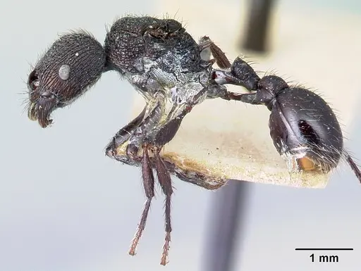 Pogonomyrmex aterrimus specimen CASENT0217248 image casent0217248_3