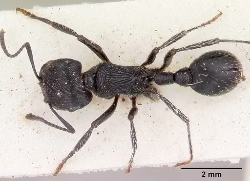 Pogonomyrmex atratus specimen CASENT0103392 image casent0103392_1