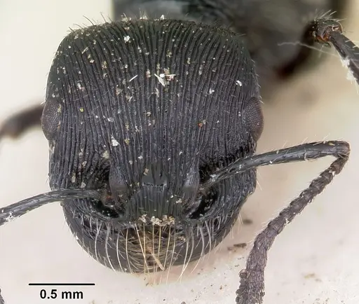 Pogonomyrmex atratus specimen CASENT0103392 image casent0103392_2