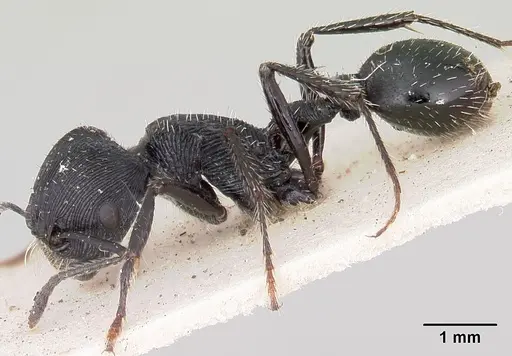 Pogonomyrmex atratus specimen CASENT0103392 image casent0103392_3