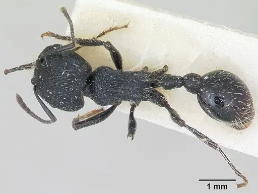 Pogonomyrmex atratus specimen CASENT0173346 image casent0173346_1