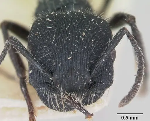 Pogonomyrmex atratus specimen CASENT0173346 image casent0173346_2