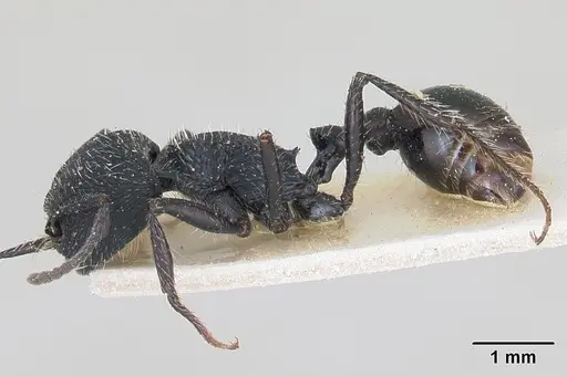 Pogonomyrmex atratus specimen CASENT0173346 image casent0173346_3