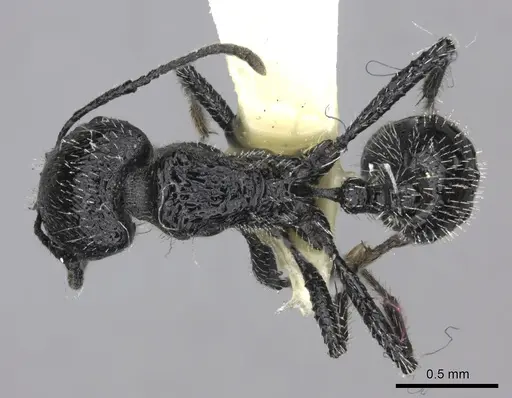 Pogonomyrmex atratus specimen CASENT0235290 image casent0235290_1