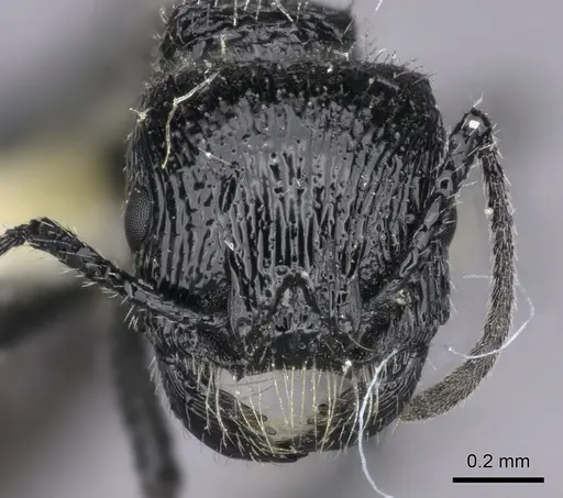 Pogonomyrmex atratus specimen CASENT0235290 image casent0235290_2