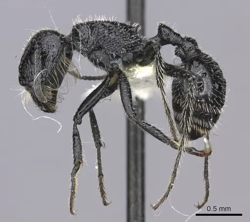 Pogonomyrmex atratus specimen CASENT0235290 image casent0235290_3