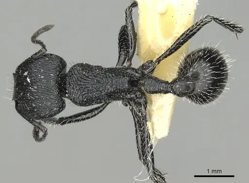 Pogonomyrmex atratus specimen CASENT0281101 image casent0281101_1
