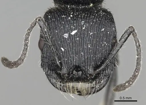 Pogonomyrmex atratus specimen CASENT0281101 image casent0281101_2