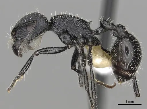 Pogonomyrmex atratus specimen CASENT0281101 image casent0281101_3
