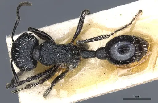 Pogonomyrmex atratus specimen CASENT0904107 image casent0904107_1