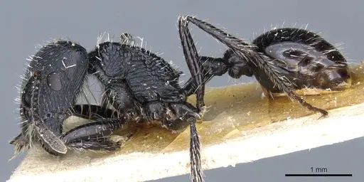 Pogonomyrmex atratus specimen CASENT0904107 image casent0904107_3