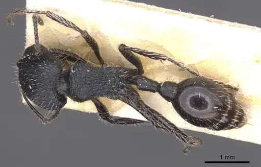 Pogonomyrmex atratus specimen CASENT0913091 image casent0913091_1