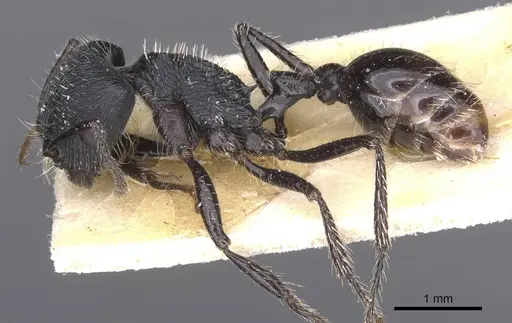Pogonomyrmex atratus specimen CASENT0913091 image casent0913091_3