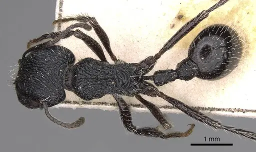 Pogonomyrmex atratus specimen CASENT0914200 image casent0914200_1
