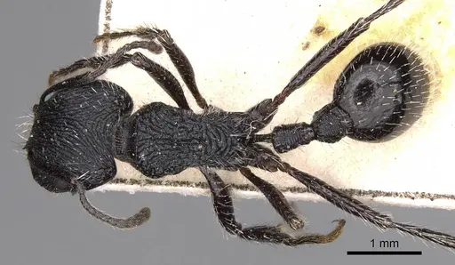 Pogonomyrmex atratus specimen CASENT0914200 image casent0914200_2