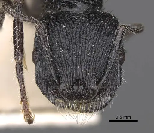 Pogonomyrmex atratus specimen CASENT0914200 image casent0914200_3