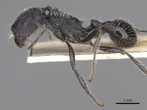 Pogonomyrmex atratus specimen CASENT0914200 image casent0914200_4
