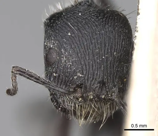 Pogonomyrmex atratus specimen CASENT0914204 image casent0914204_2
