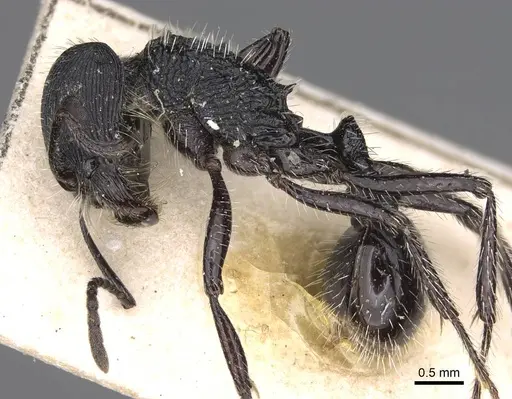 Pogonomyrmex atratus specimen CASENT0914204 image casent0914204_3