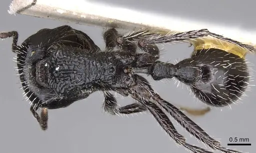 Pogonomyrmex atratus specimen CASENT0914206 image casent0914206_1