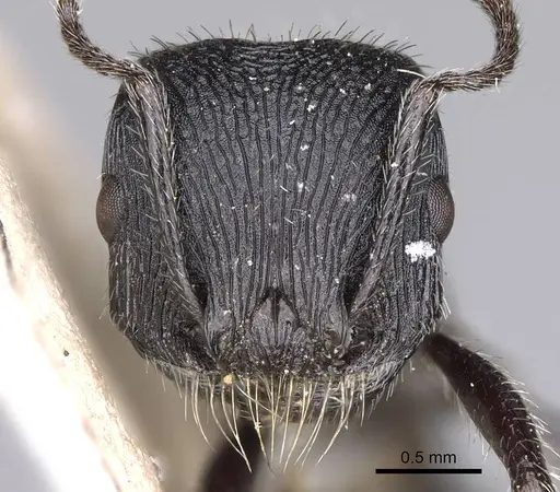 Pogonomyrmex atratus specimen CASENT0914206 image casent0914206_2