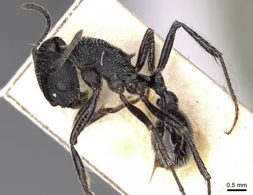 Pogonomyrmex atratus specimen CASENT0914206 image casent0914206_3