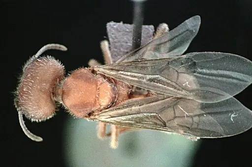 Pogonomyrmex badius specimen ANTWEB1041486 image antweb1041486_1