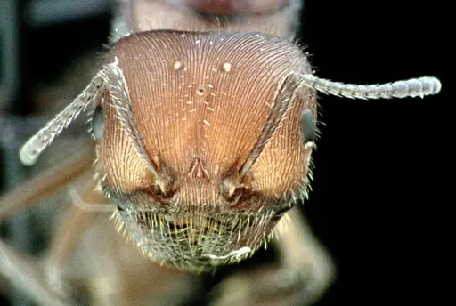 Pogonomyrmex badius specimen ANTWEB1041486 image antweb1041486_2