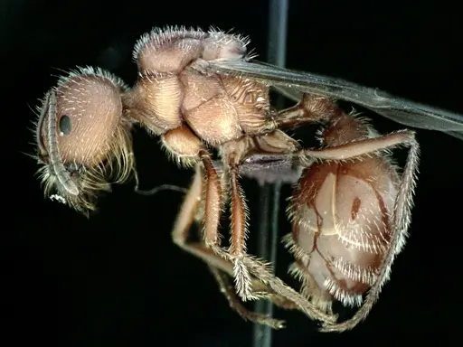 Pogonomyrmex badius specimen ANTWEB1041486 image antweb1041486_3