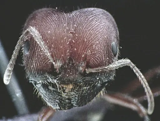 Pogonomyrmex badius specimen ANTWEB1041487 image antweb1041487_2