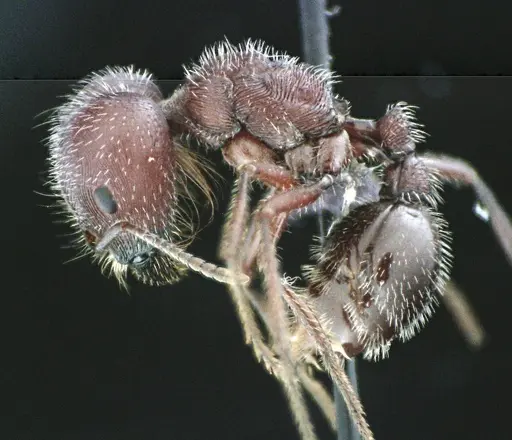 Pogonomyrmex badius specimen ANTWEB1041487 image antweb1041487_3
