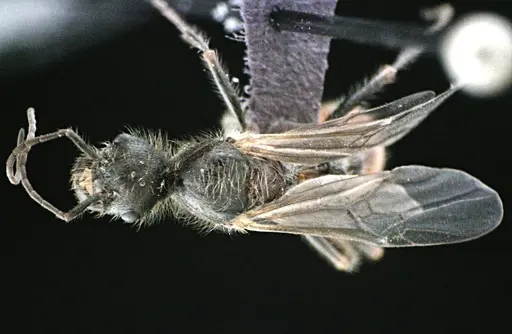 Pogonomyrmex badius specimen ANTWEB1041488 image antweb1041488_1