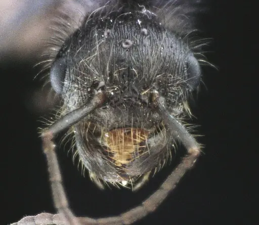 Pogonomyrmex badius specimen ANTWEB1041488 image antweb1041488_2