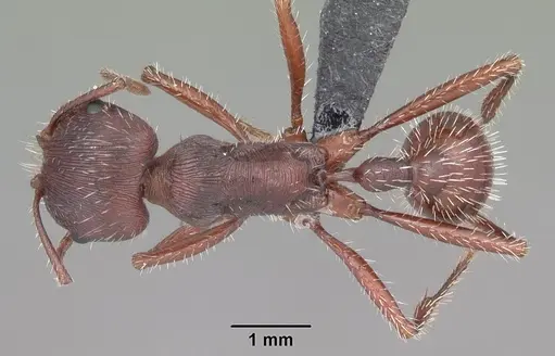 Pogonomyrmex badius specimen CASENT0103056 image casent0103056_1