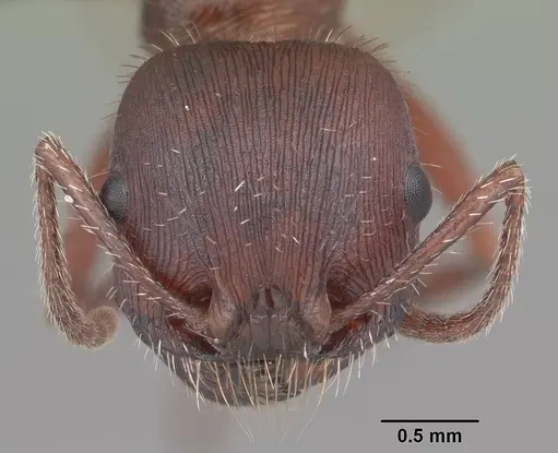 Pogonomyrmex badius specimen CASENT0103056 image casent0103056_2
