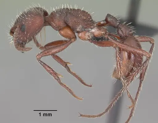 Pogonomyrmex badius specimen CASENT0103056 image casent0103056_3