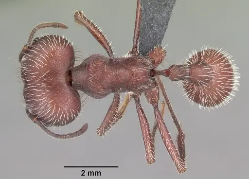 Pogonomyrmex badius specimen CASENT0103057 image casent0103057_1